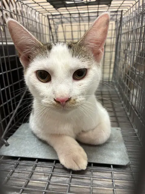 Uno - Domestic Short Hair