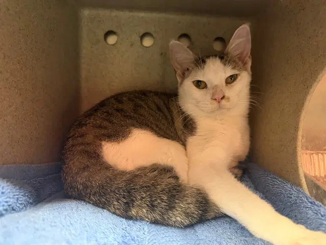 Uno - Domestic Short Hair