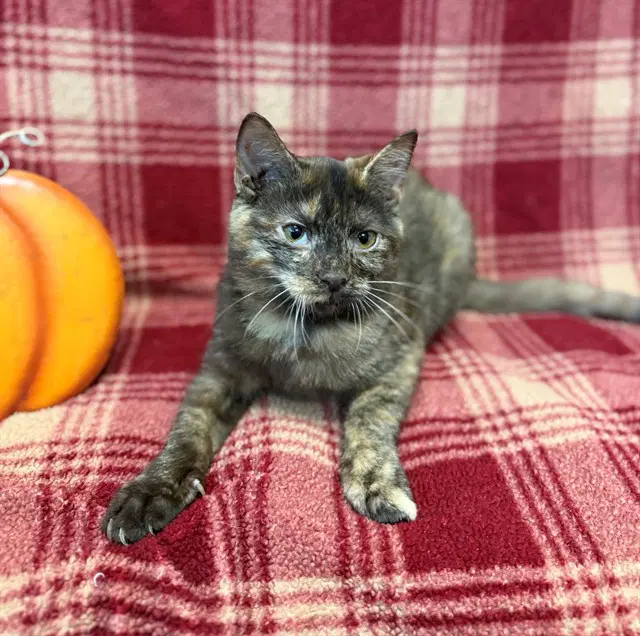 Penny - Domestic Short Hair