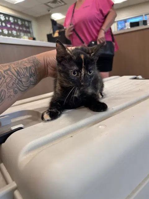 Unknown - Domestic Short Hair