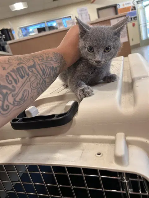 Unknown - Domestic Short Hair