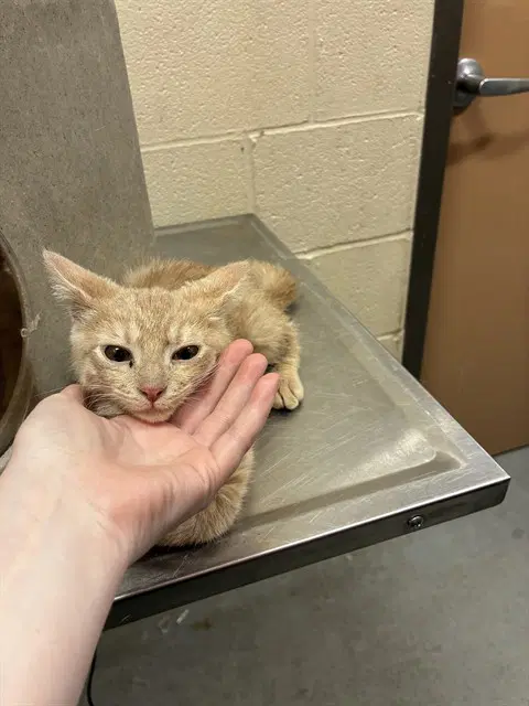 Unknown - Domestic Short Hair