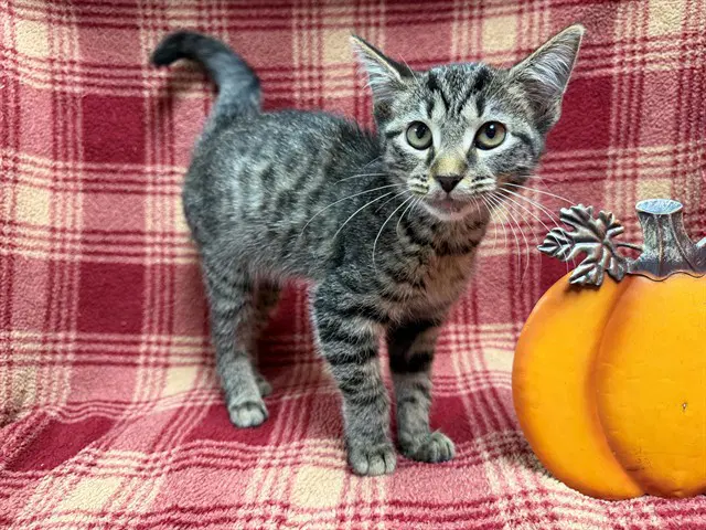 Unknown - Domestic Short Hair