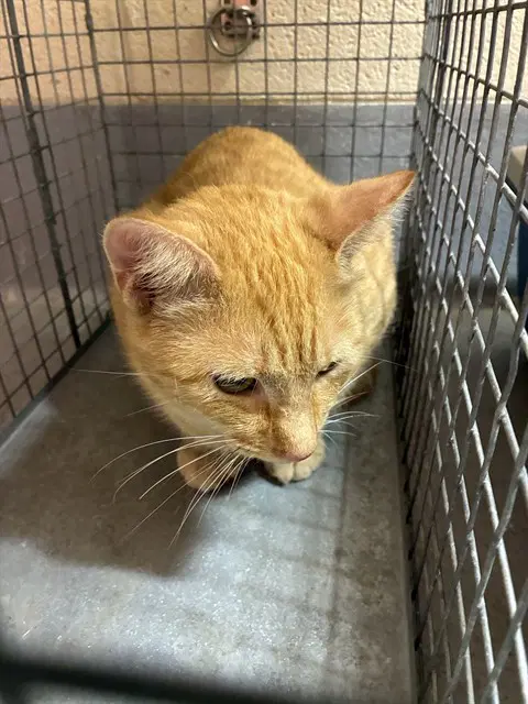 Horus - Domestic Short Hair