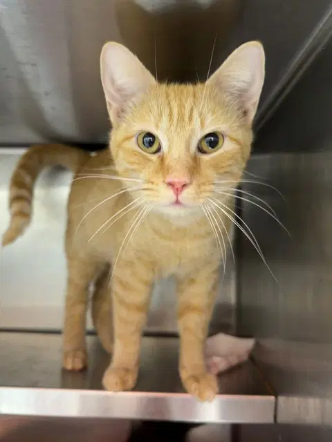 Horus - Domestic Short Hair