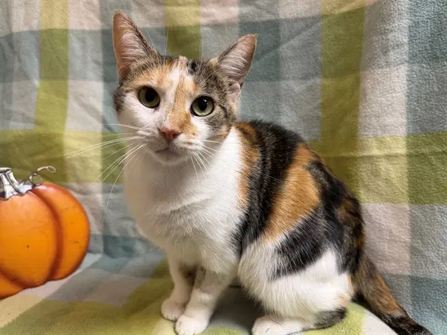 Zayla - Domestic Short Hair