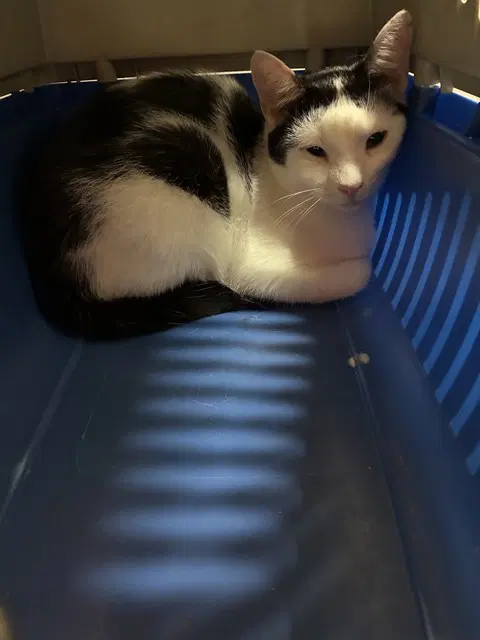 Zero - Domestic Short Hair