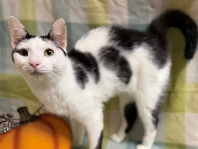 Zero - Domestic Short Hair