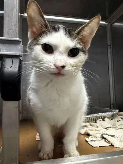 Desi - Domestic Short Hair