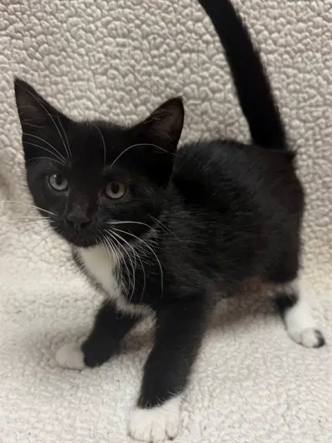 Charlie Gail - Domestic Short Hair
