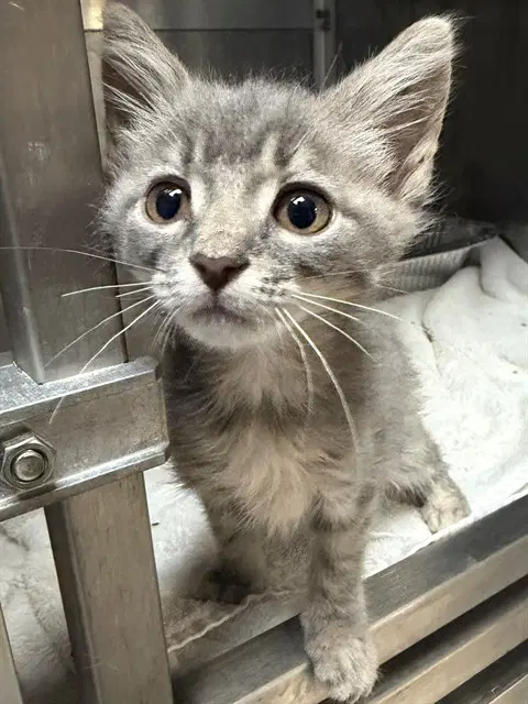 Lil Bit - Domestic Short Hair