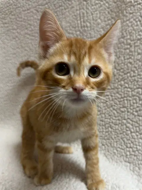 Max - Domestic Short Hair