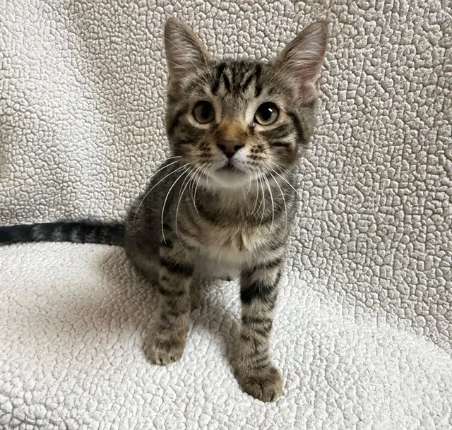 Rooby - Domestic Short Hair