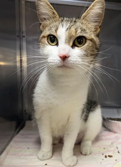 Unknown - Domestic Short Hair