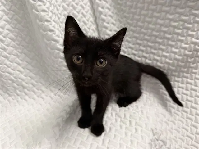 Grimoire - Domestic Short Hair