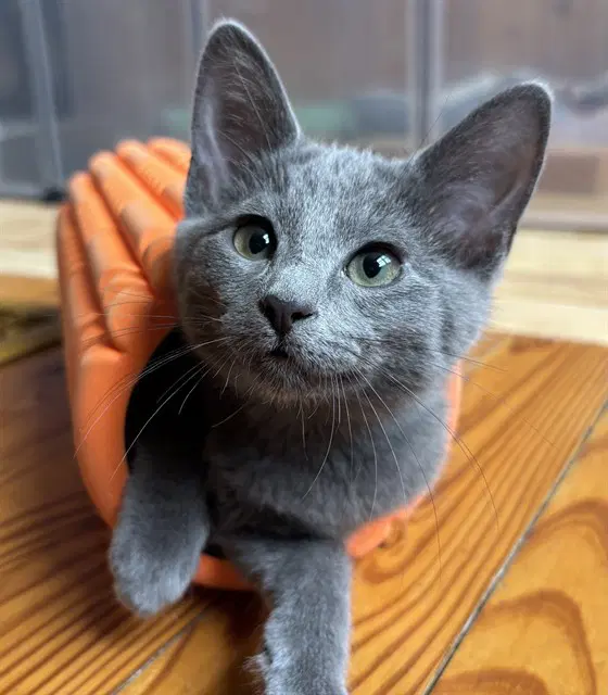Shane - Domestic Short Hair