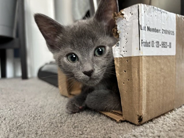 Conner
