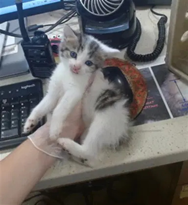Necronomicat - Domestic Short Hair
