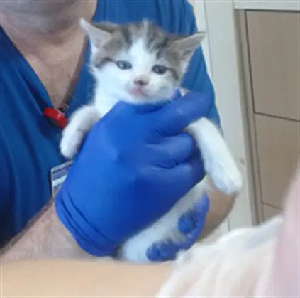 Count Purrcula - Domestic Short Hair
