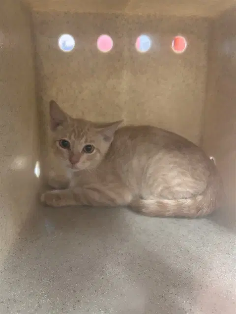 Purrkins - Domestic Short Hair
