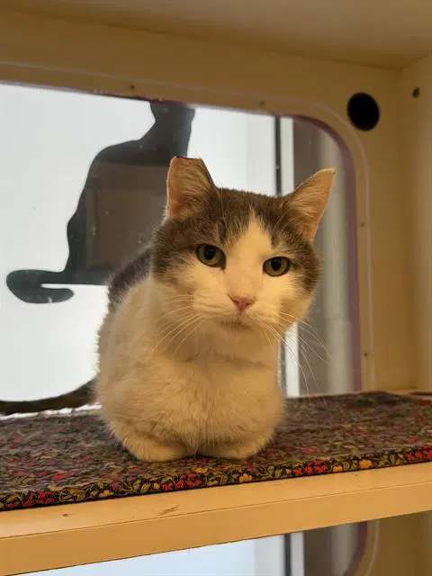 Gi Joe - Domestic Short Hair