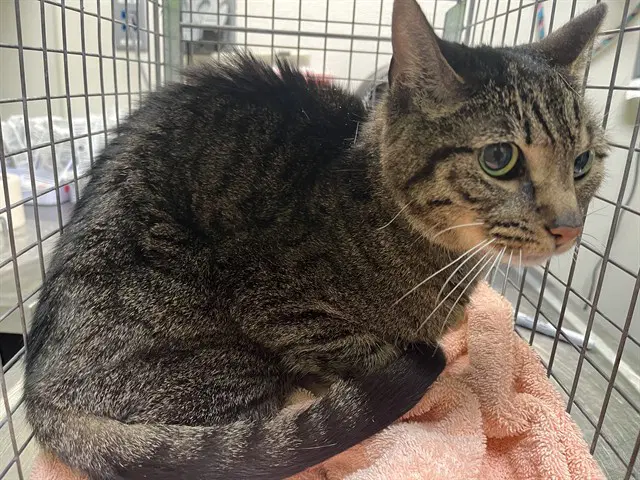 Unknown - Domestic Short Hair