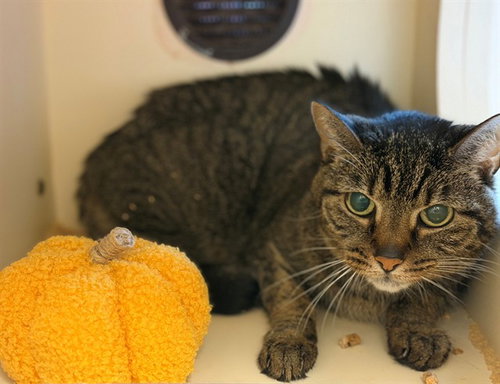 THISTLE, a cat for adoption from Louisville Metro Animal Services