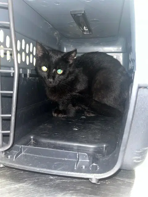 Unknown - Domestic Short Hair