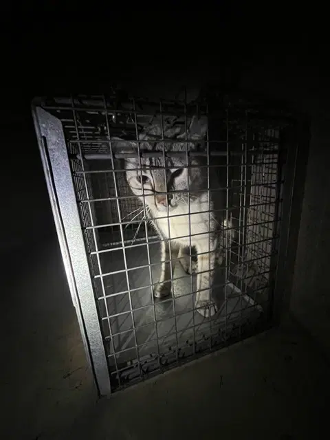 Marshmallow - Domestic Short Hair