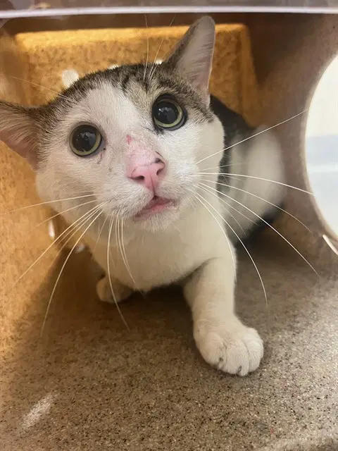 Niklaus - Domestic Short Hair