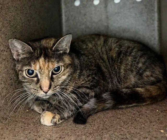 Autum Magic - Domestic Short Hair