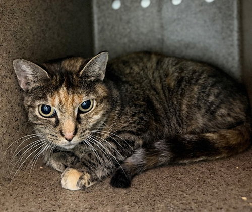 AUTUM MAGIC, a cat for adoption from Louisville Metro Animal Services