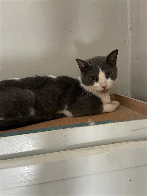 HOPE THE BOY, a cat for adoption from Louisville Metro Animal Services