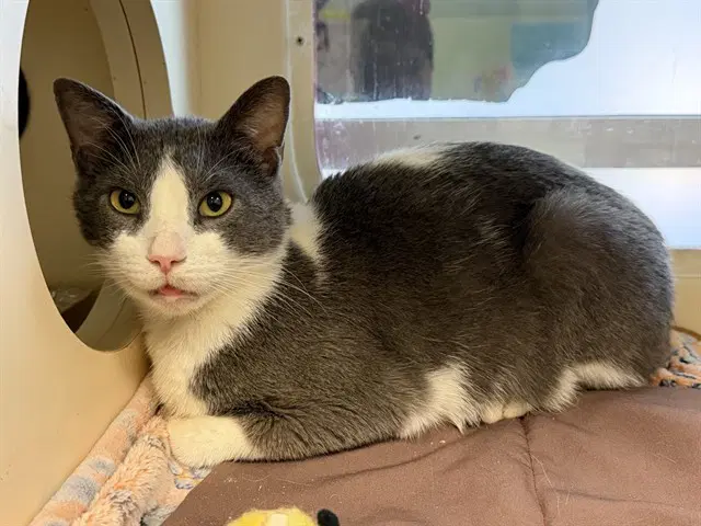 Hope The Boy - Domestic Short Hair