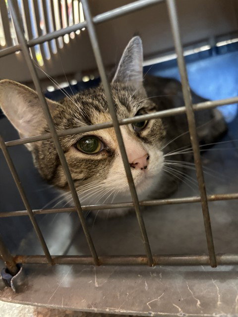 MEOWGHERITA, a cat for adoption from Louisville Metro Animal Services