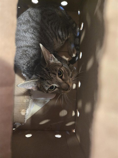 PURRSTACHIO, a cat for adoption from Louisville Metro Animal Services