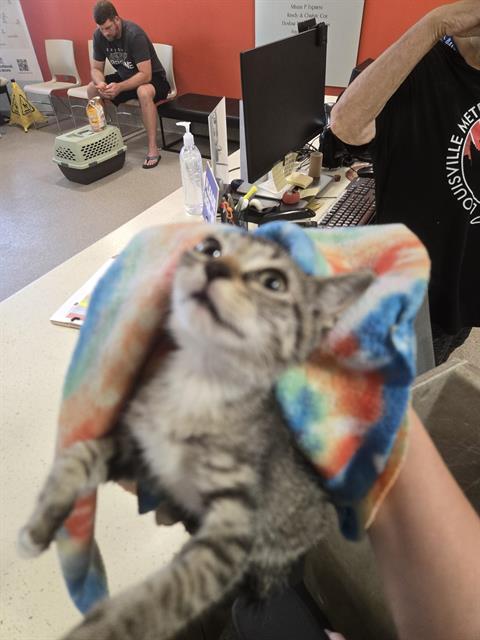 Meowly Cyrus, Domestic Short Hair