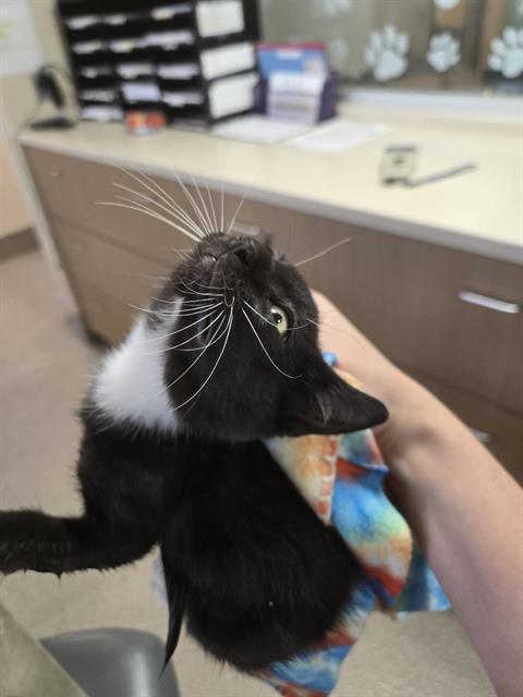 Edgar Allen Paw, Domestic Short Hair