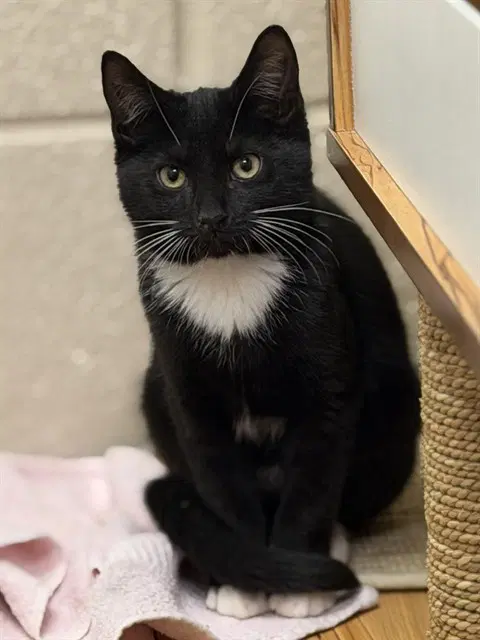 Edgar Allen Paw - Domestic Short Hair