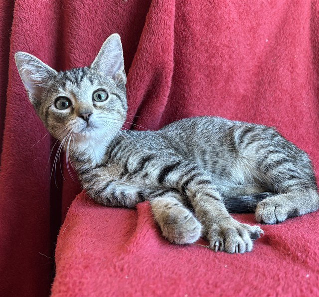 Mulligan, Domestic Short Hair