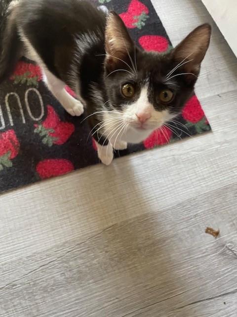Wendy, Domestic Short Hair