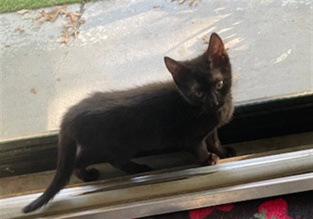 Dipper, Domestic Short Hair