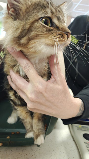 Janie, Domestic Medium Hair