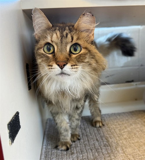 TOMATO BASIL, a cat for adoption from Louisville Metro Animal Services