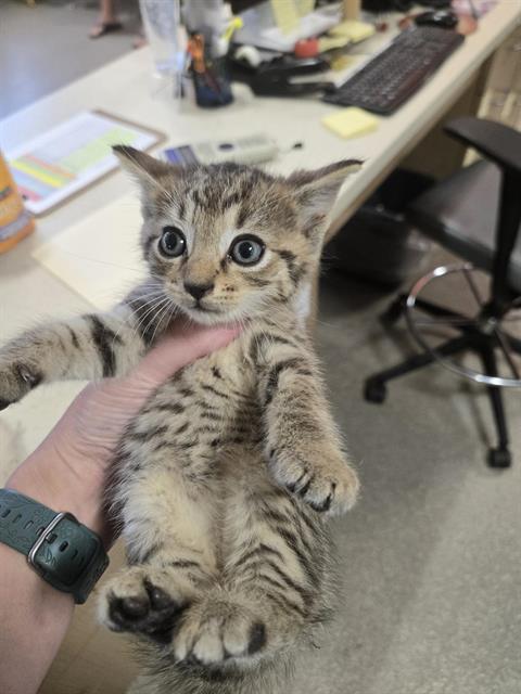 BABY BOY, a cat for adoption from Louisville Metro Animal Services