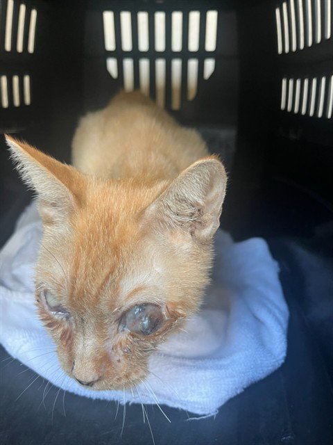 LADY MACBETH, a cat for adoption from Louisville Metro Animal Services
