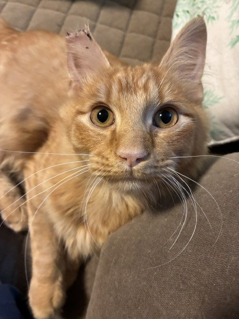 KUMQUAT, a cat for adoption from Louisville Metro Animal Services