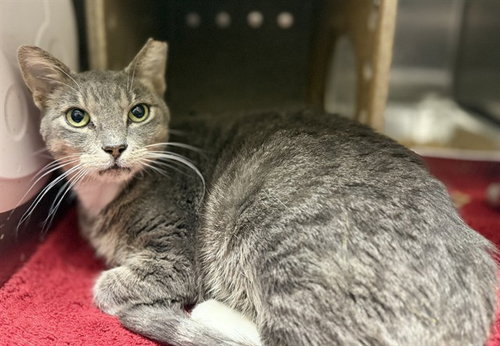 PHANTOM OF THE OPERA, a cat for adoption from Louisville Metro Animal Services