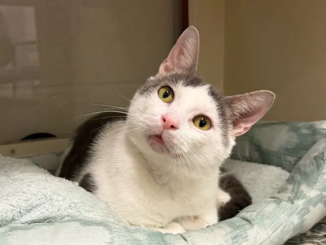 Patches - Domestic Short Hair