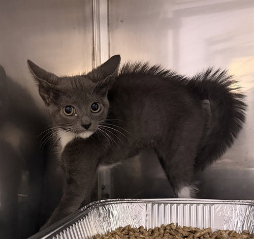 SPOOKY VIBES, a cat for adoption from Louisville Metro Animal Services